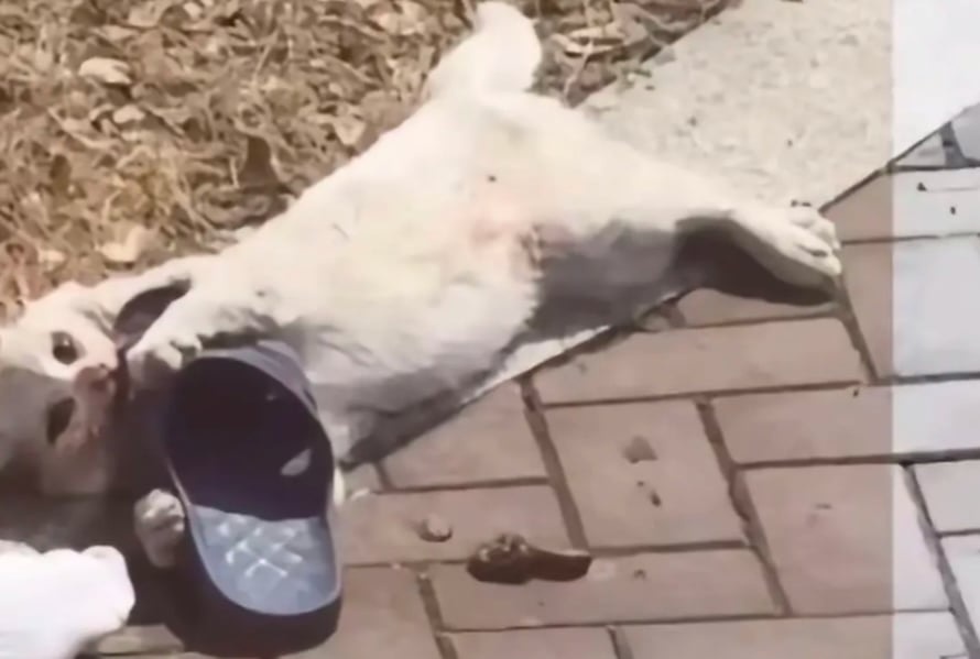 Thanh nien Trung Quoc tra tan meo den chet o cong vien hinh anh