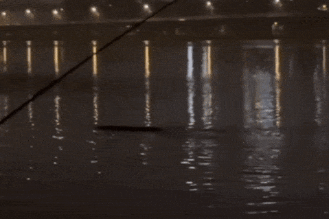 Quai vat song Han anh 1