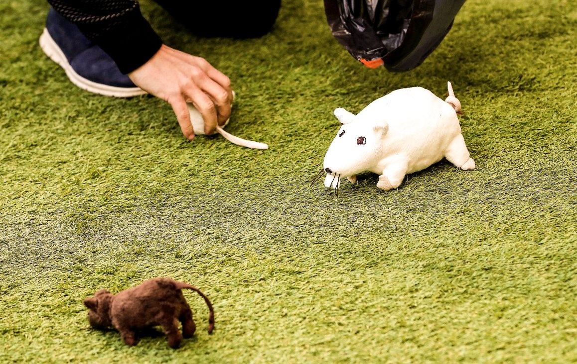 Derby Madrid, Real Madrid vs Atletico Madrid, Vinicius, Courtois ảnh 2 Derby Madrid, Real Madrid vs Atletico Madrid, Vinicius, Courtois anh 2