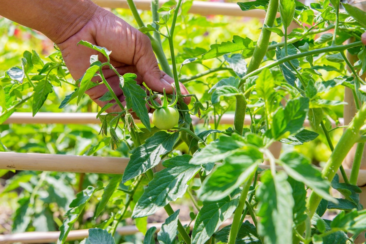 Du lich nghi duong Ho Tram anh 4