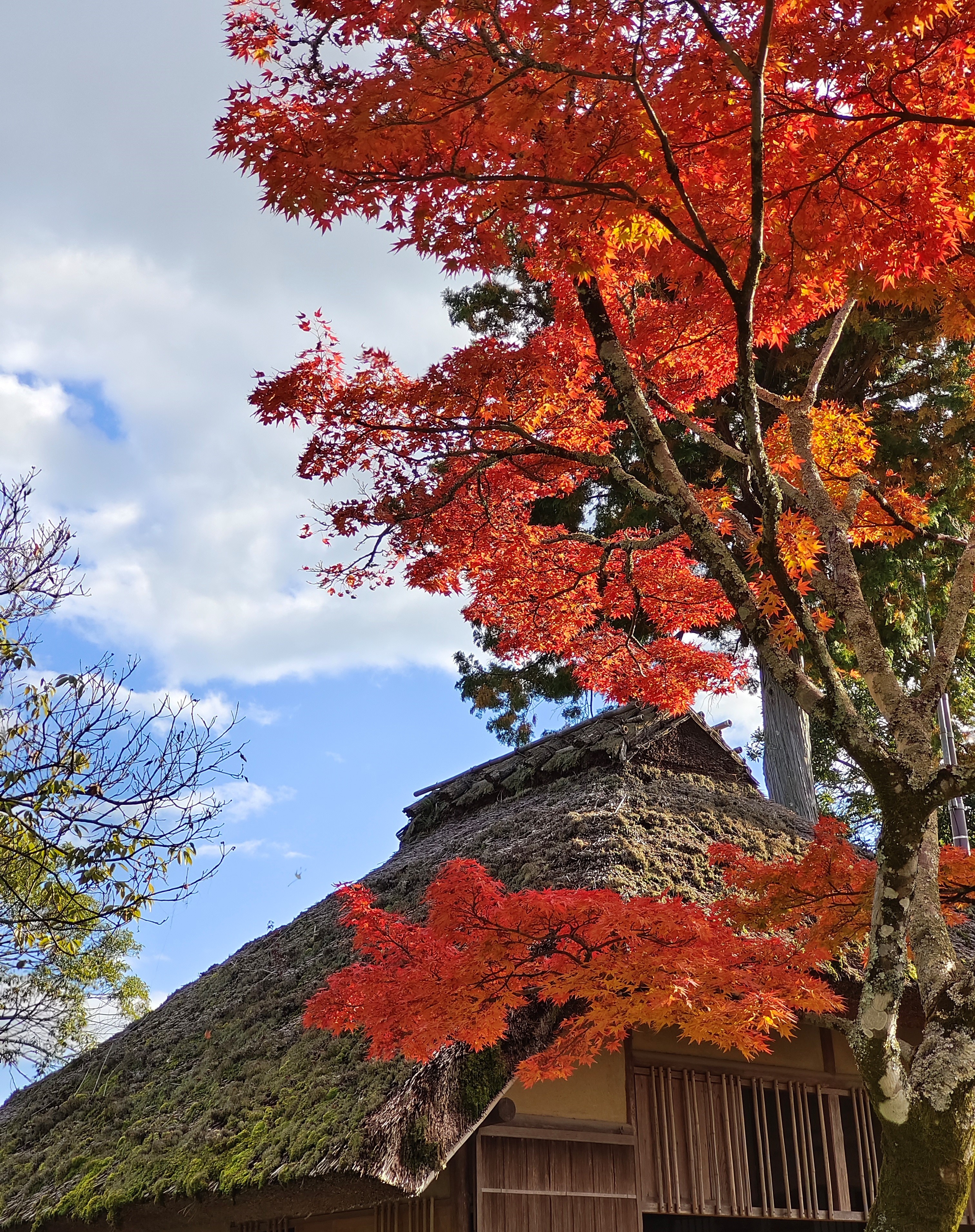 Smartphone vivo anh 3