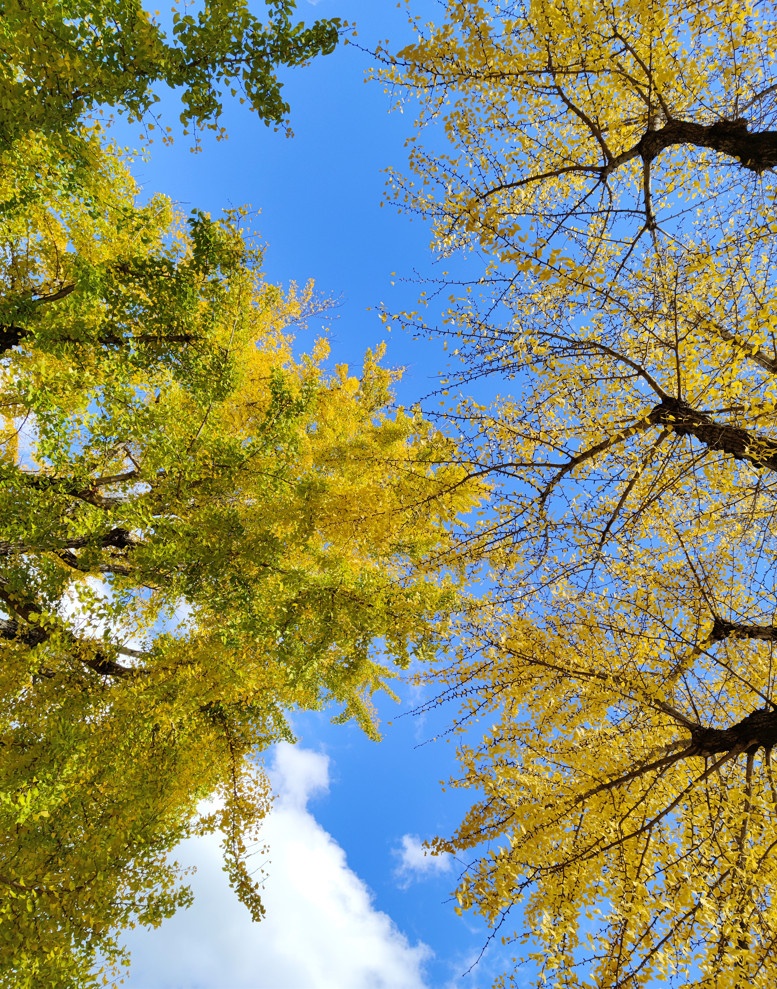 Smartphone vivo anh 8