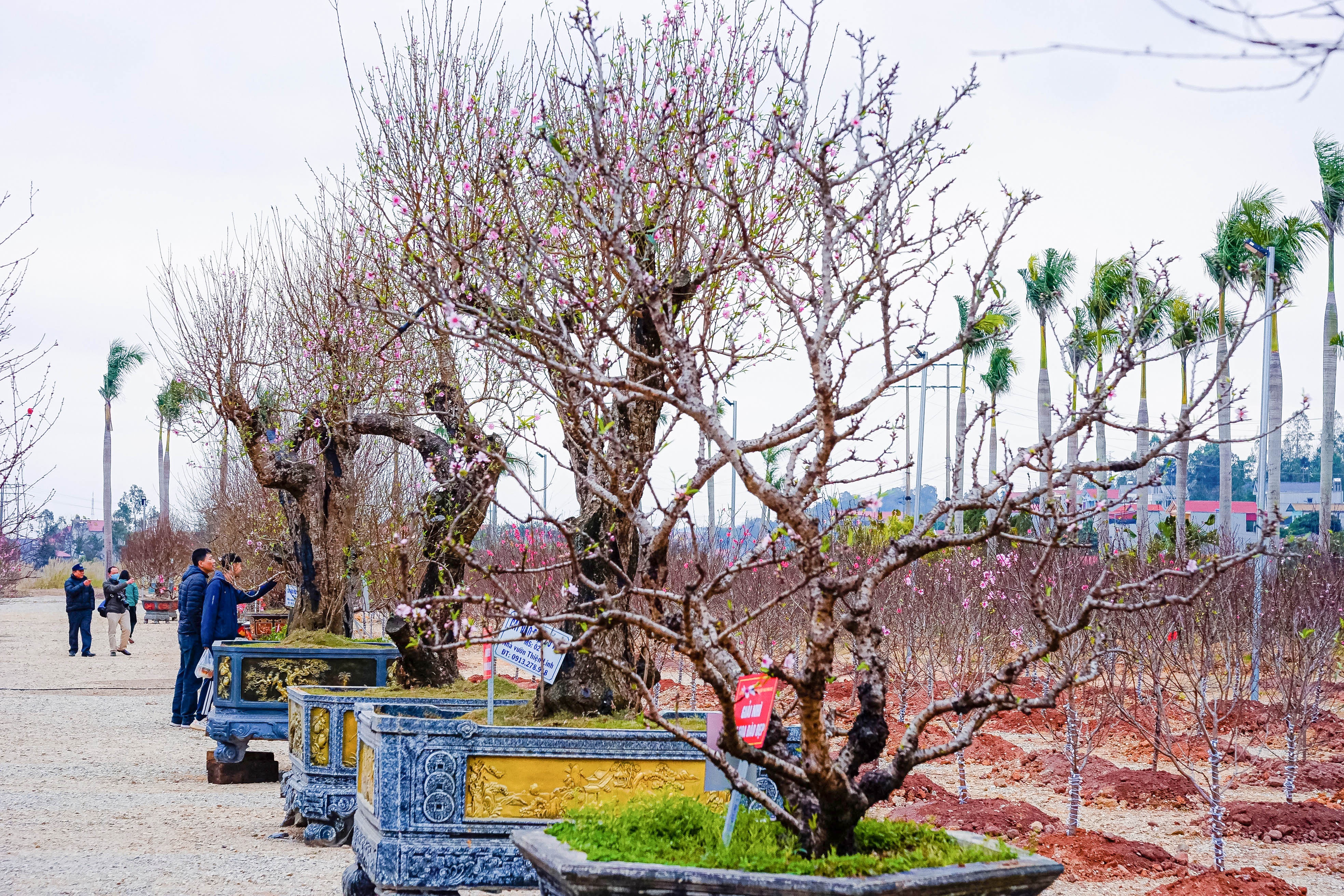 Lễ hội hoa đào ảnh 5 Le hoi hoa dao anh 5