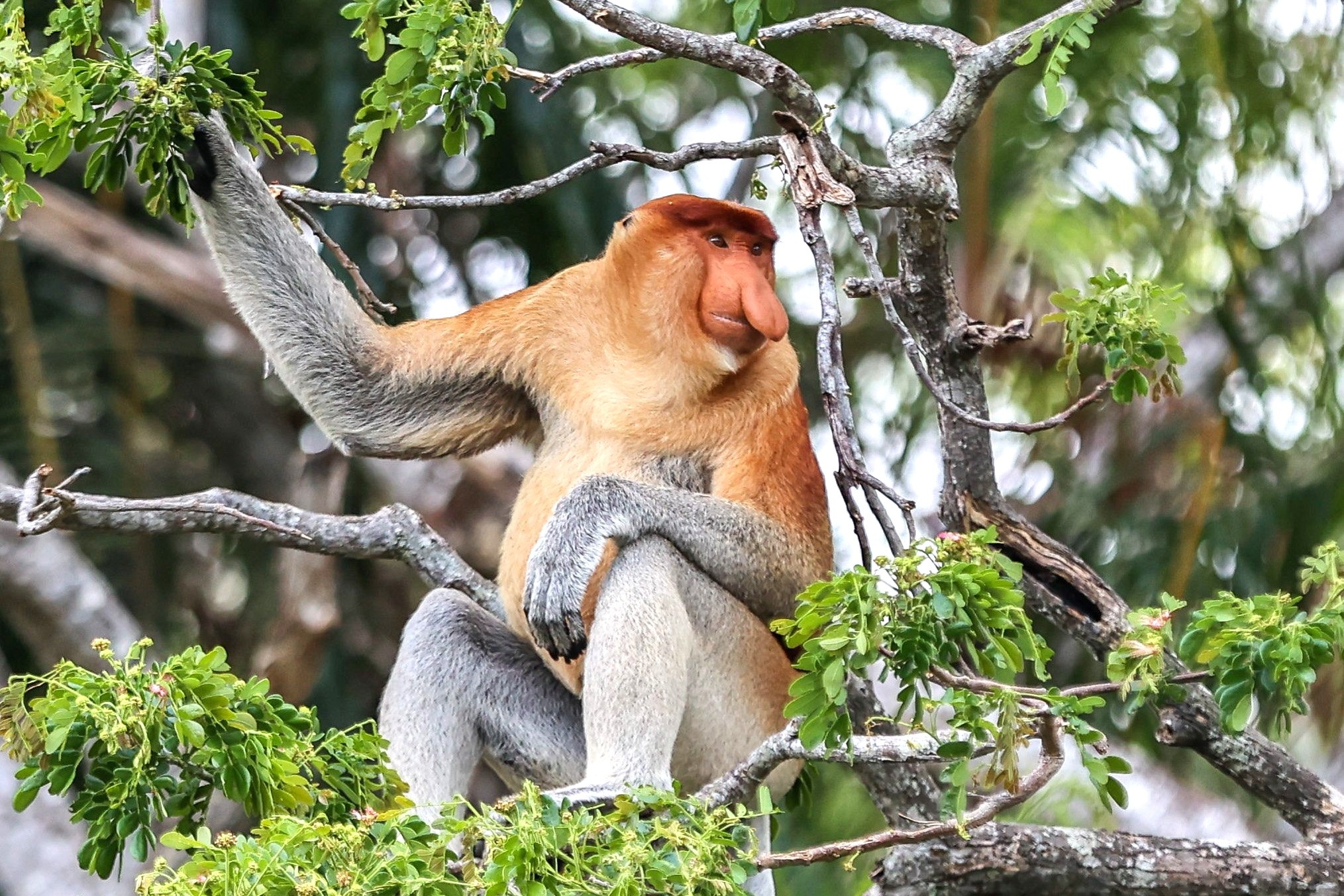 Feel Sabah ảnh 4 Feel Sabah anh 4