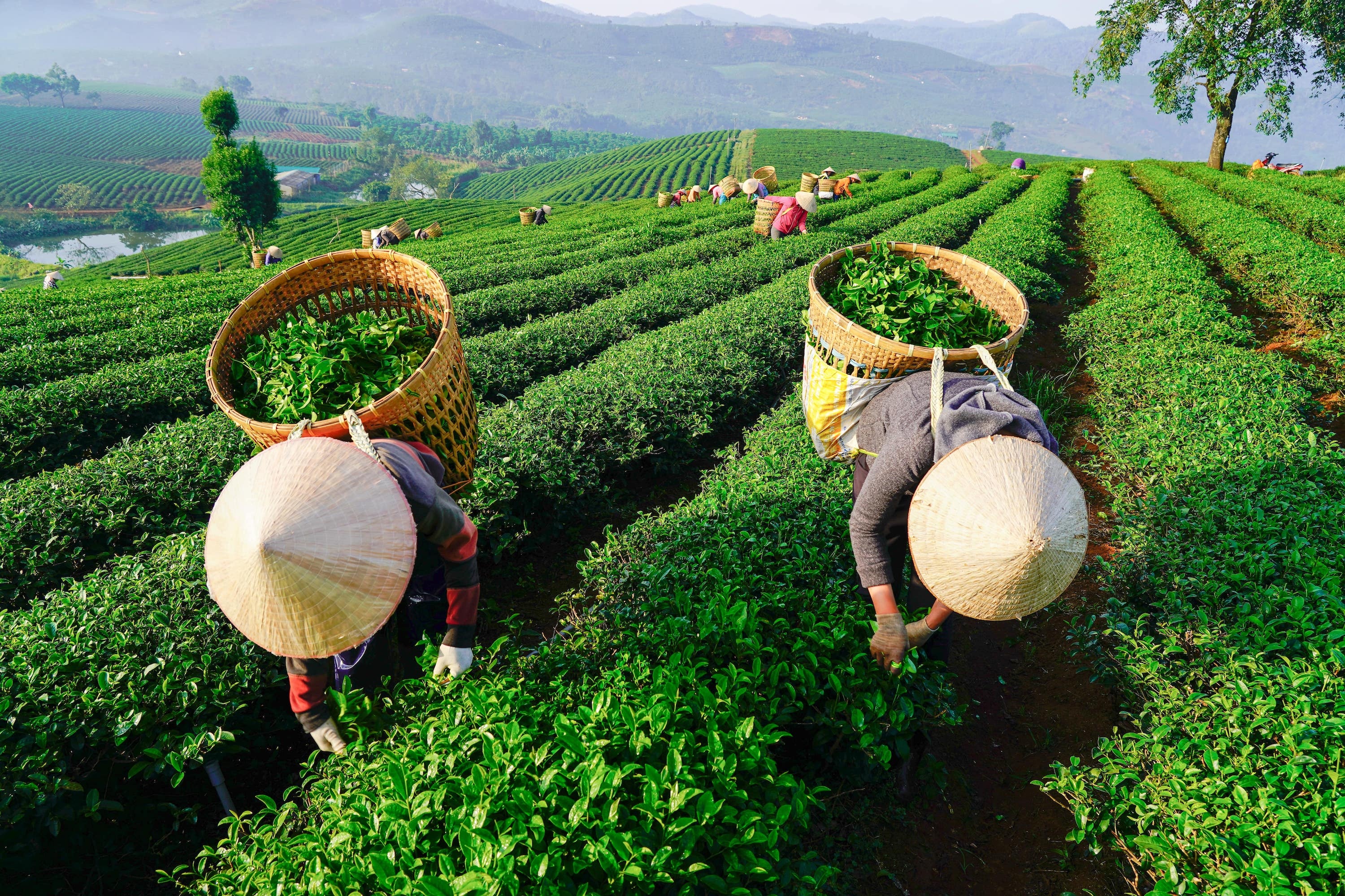 Nông nghiệp Việt Nam ảnh 7 Nong nghiep Viet Nam anh 7