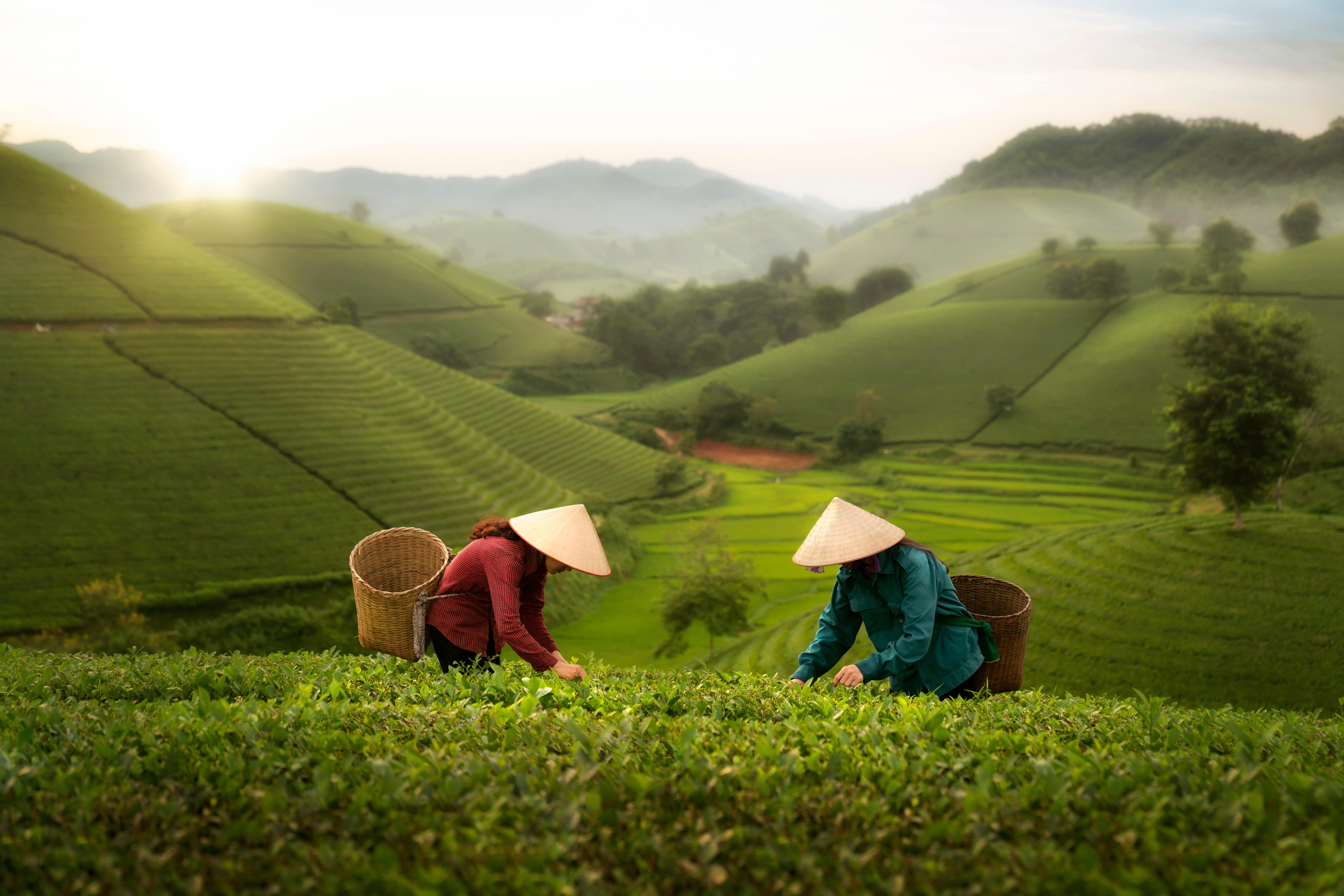 Nông nghiệp Việt Nam ảnh 3 Nong nghiep Viet Nam anh 3