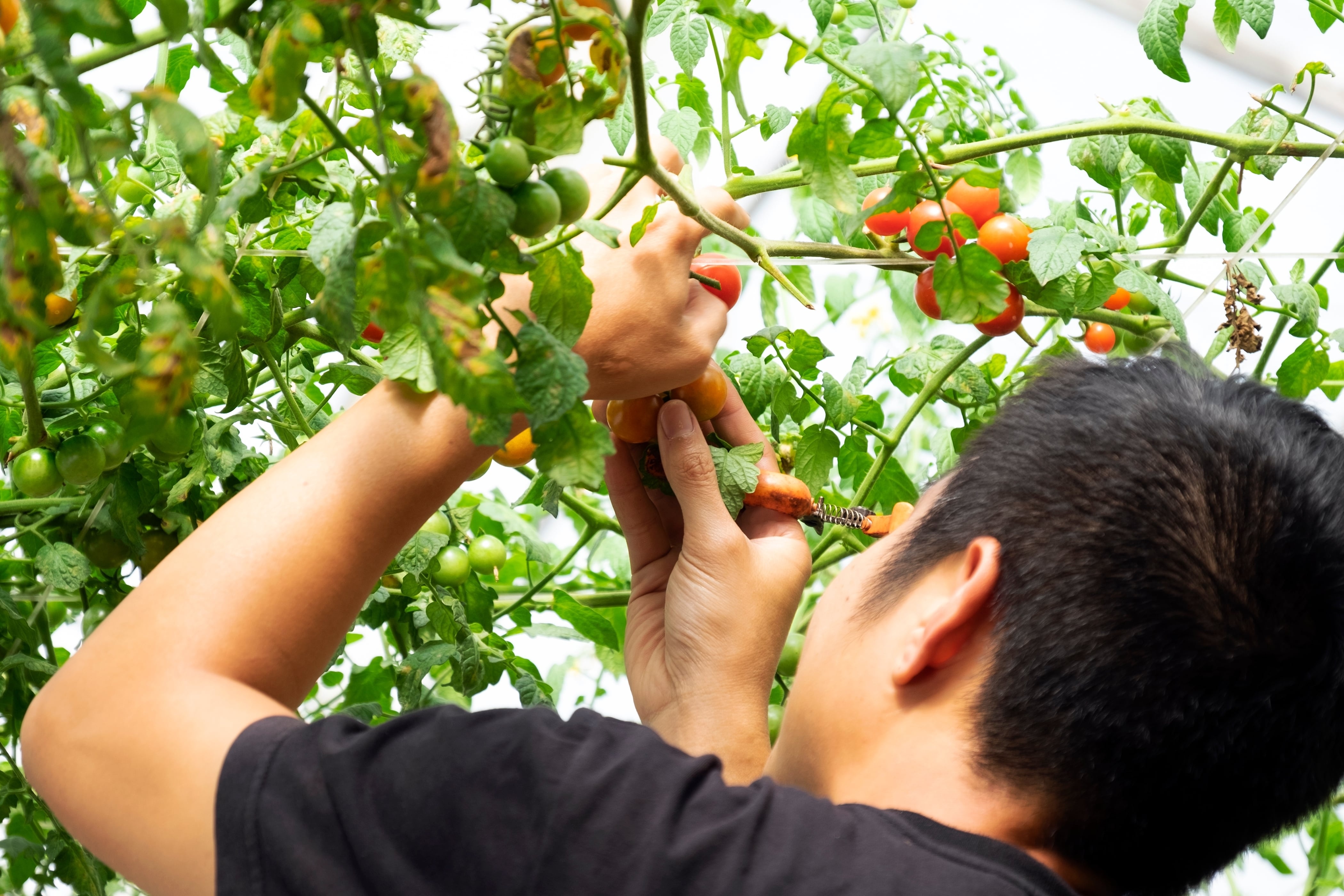 Nông nghiệp Việt Nam ảnh 5 Nong nghiep Viet Nam anh 5