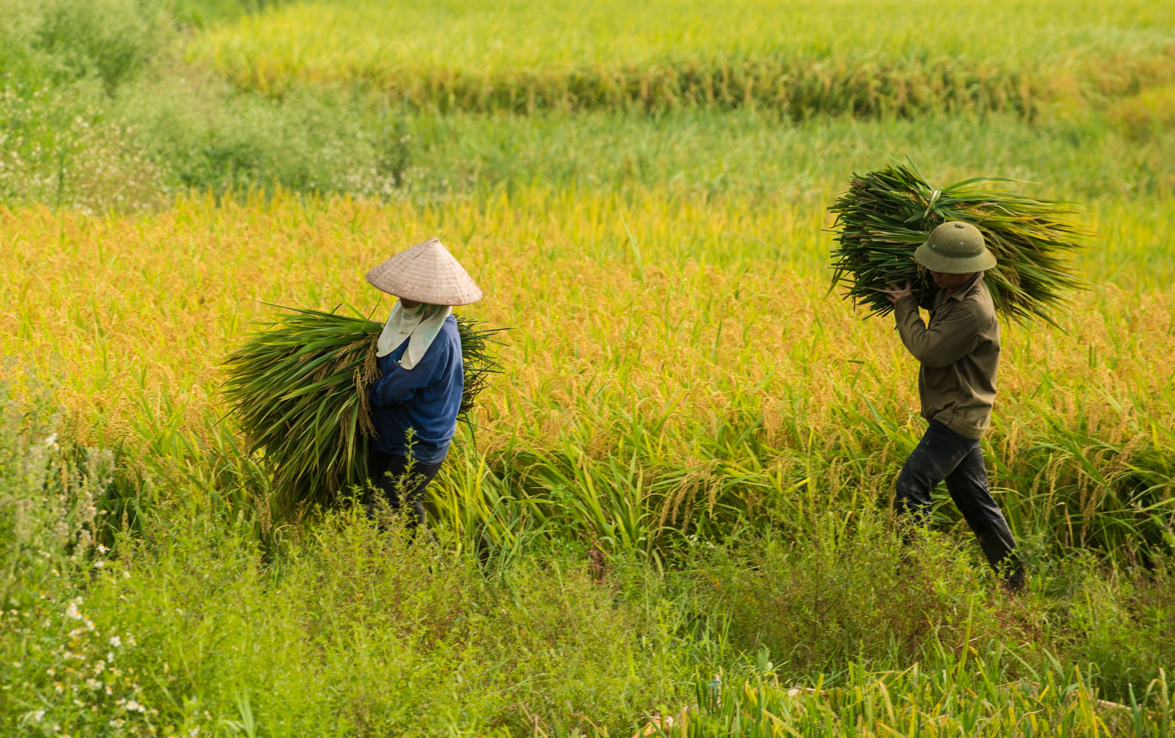 HDBank Nông thôn ảnh 4 HDBank Nong thon anh 4