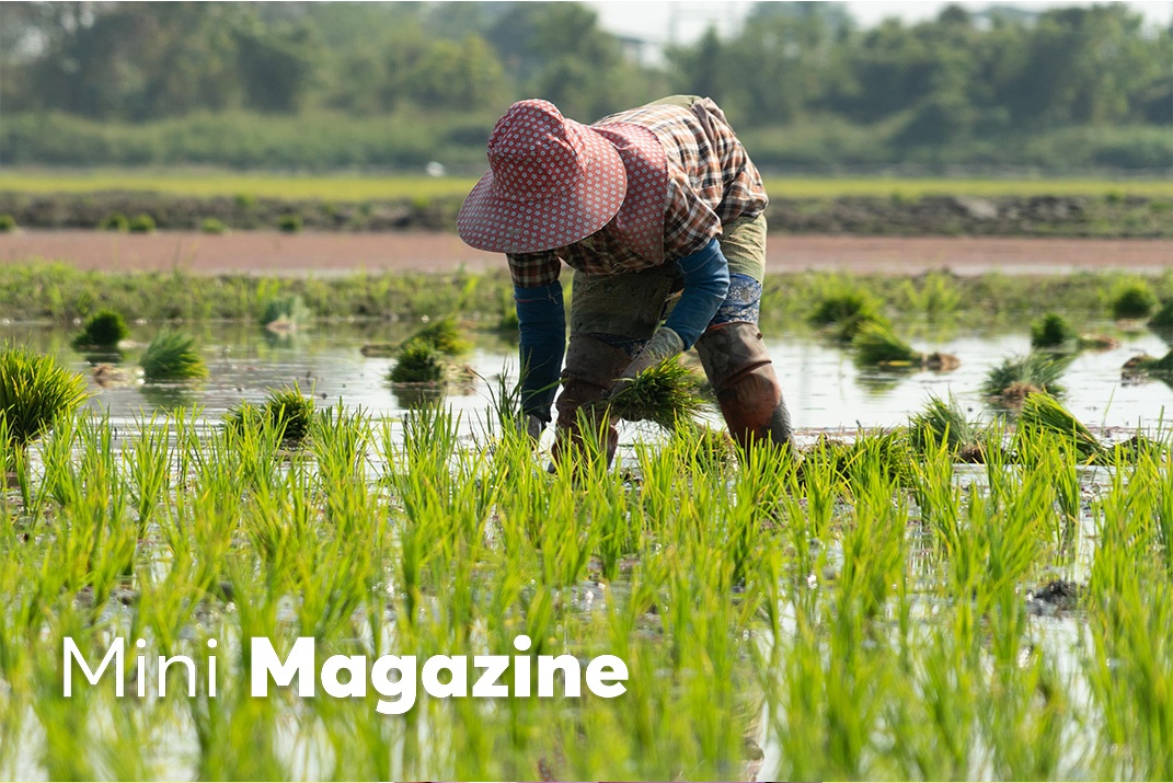 1 trieu ha lua Net Zero tao buoc da nang tam gao Viet hinh anh