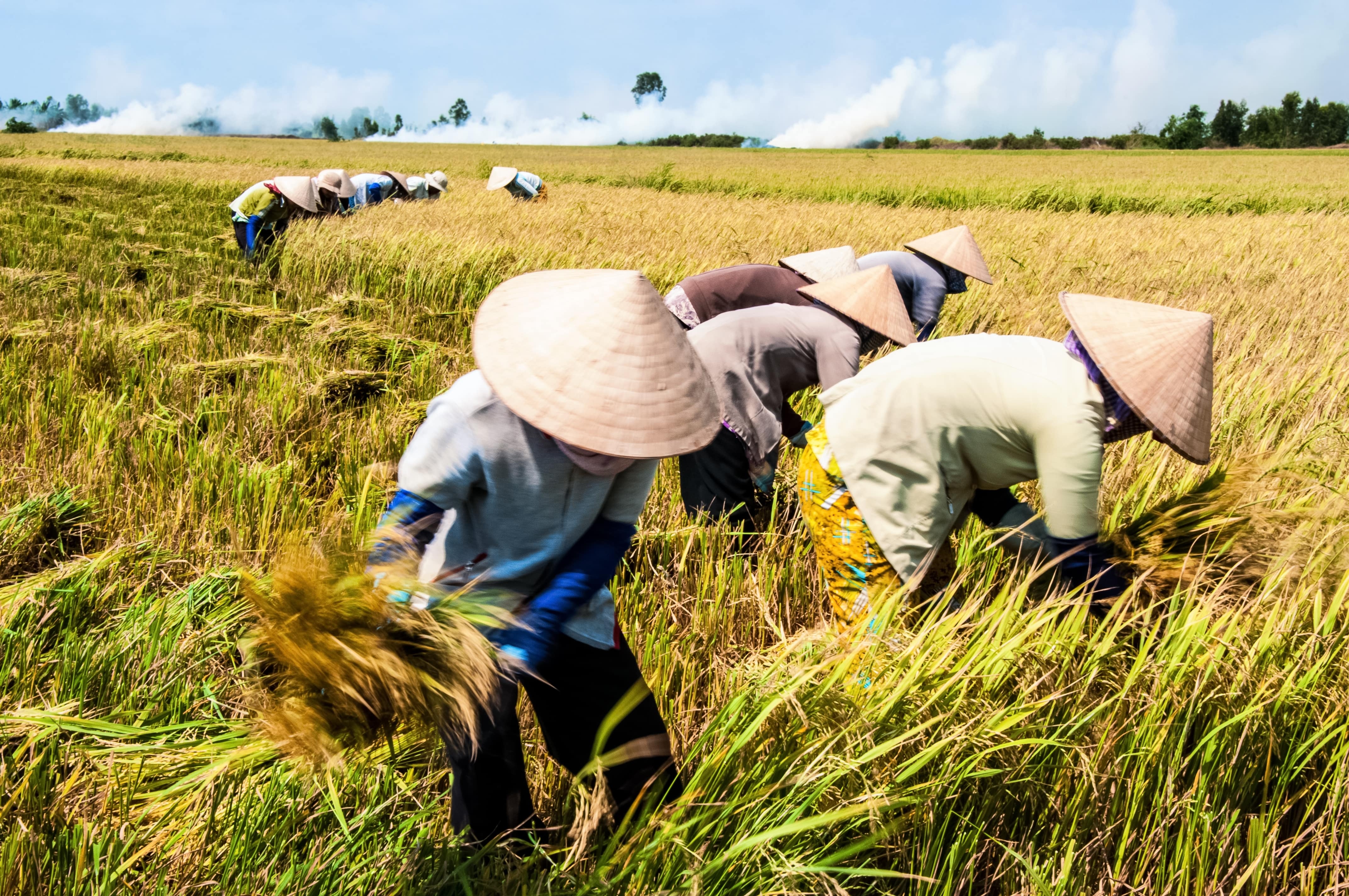 Nong nghiep Viet 2024 anh 1