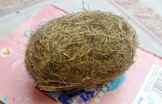 phát hiện cát lợn khi mổ lợn ảnh 1 phat hien cat lon khi mo lon anh 1