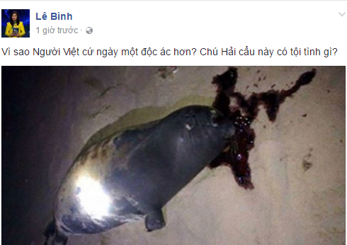 Hải cẩu ở Bình Thuận bị đánh chết ảnh 2 Hai cau o Binh Thuan bi danh chet anh 2