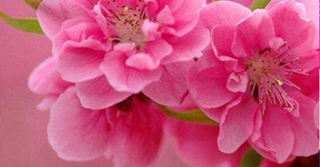 Tet voi con gai anh 2