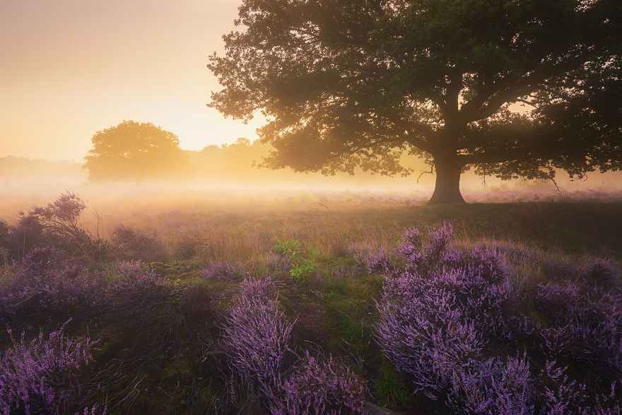 Hoa thach nam nhuom tim mua thu Ha Lan hinh anh