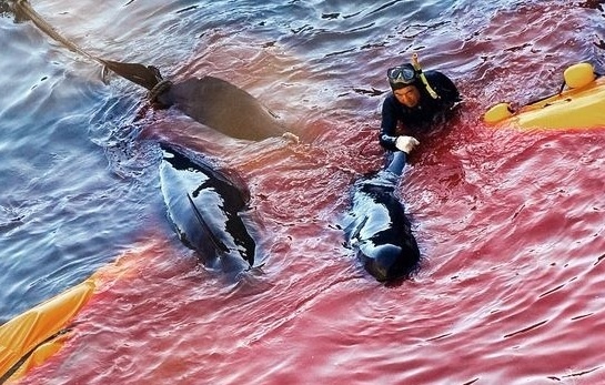 Nhat Ban vao mua san ca heo day tai tieng hinh anh