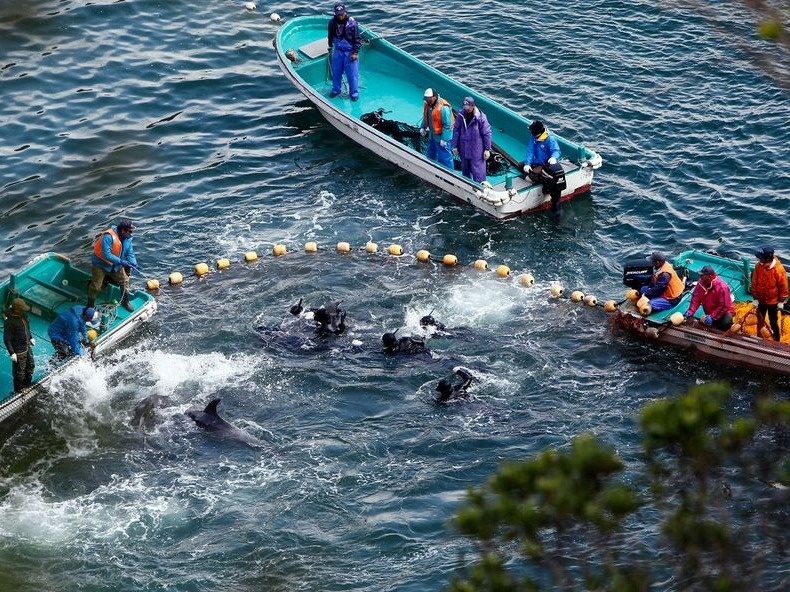 Nhật Bản vào mùa săn cá heo đầy tai tiếng ảnh 1 Nhat Ban vao mua san ca heo day tai tieng anh 1