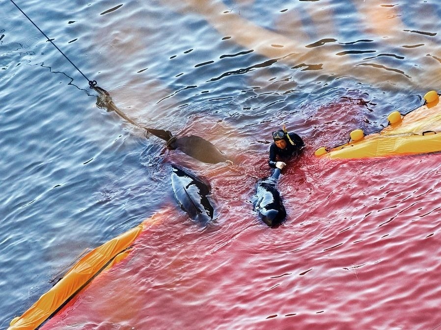 Nhật Bản vào mùa săn cá heo đầy tai tiếng ảnh 2 Nhat Ban vao mua san ca heo day tai tieng anh 2