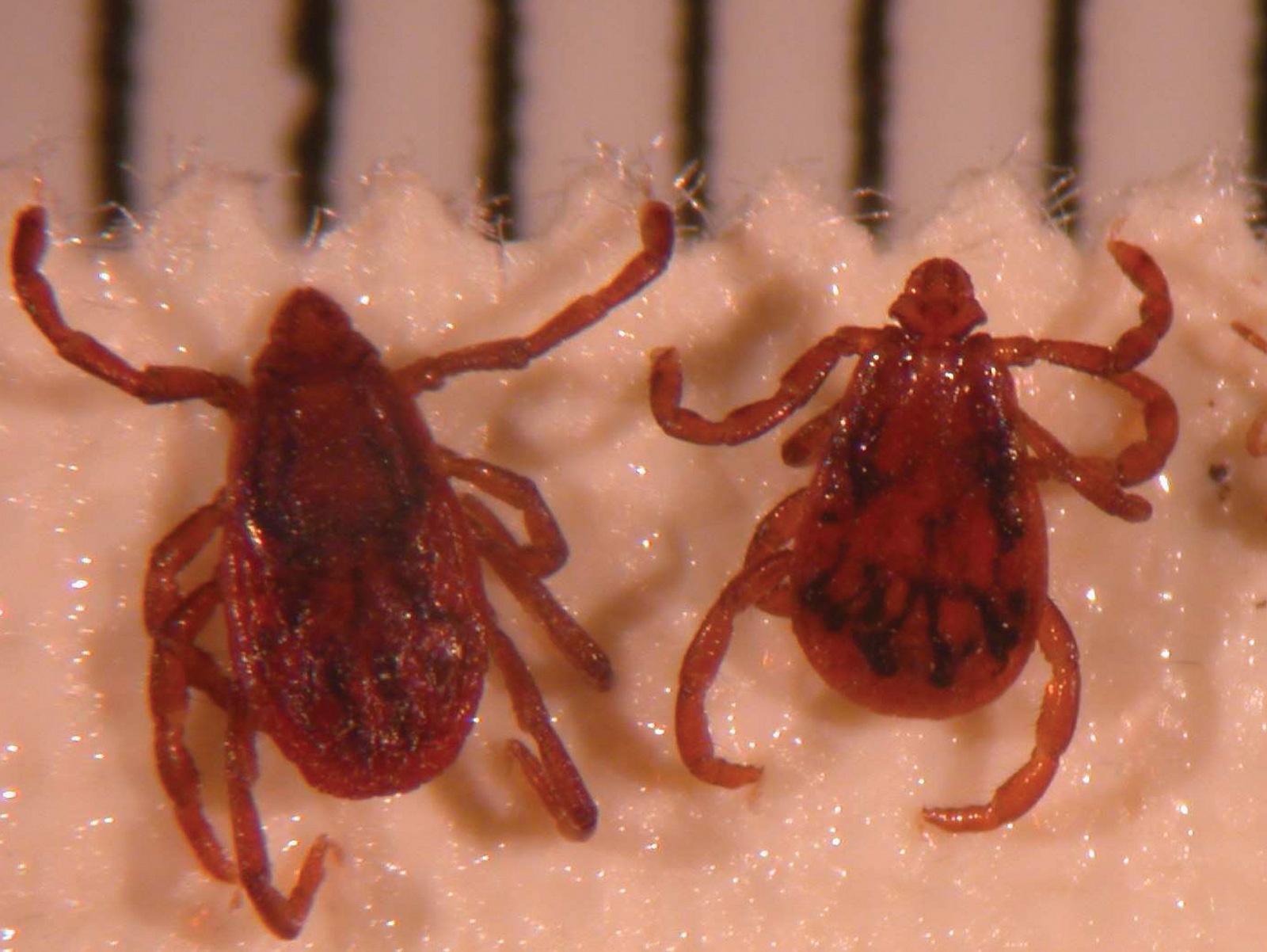 Nguy kich vi ve mo can hinh anh