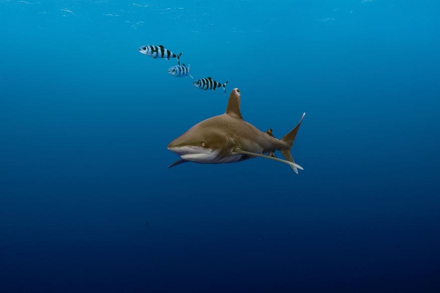 Nhung buc anh duoi nuoc dep ngo ngang anh 14