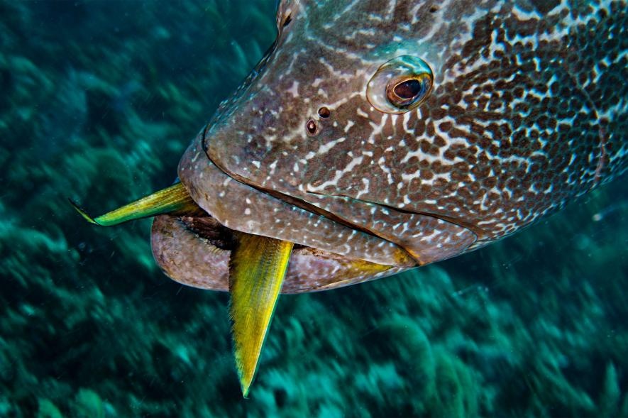 Nhung buc anh duoi nuoc dep ngo ngang anh 6