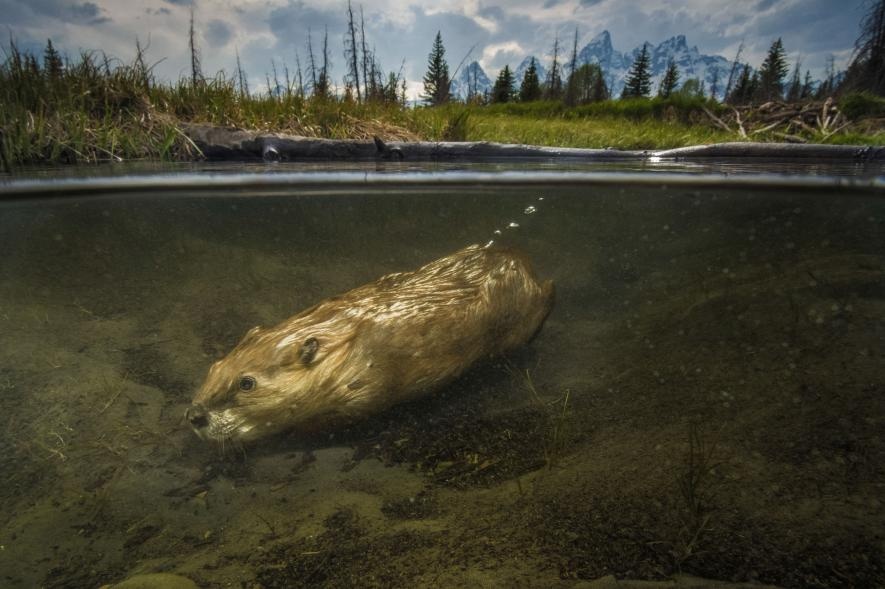 Nhung buc anh duoi nuoc dep ngo ngang anh 7