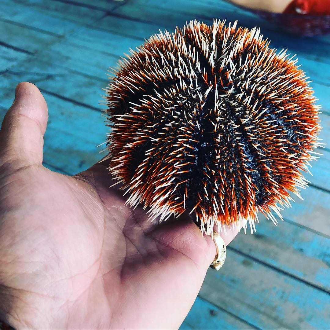 diem den hoang so anh 4