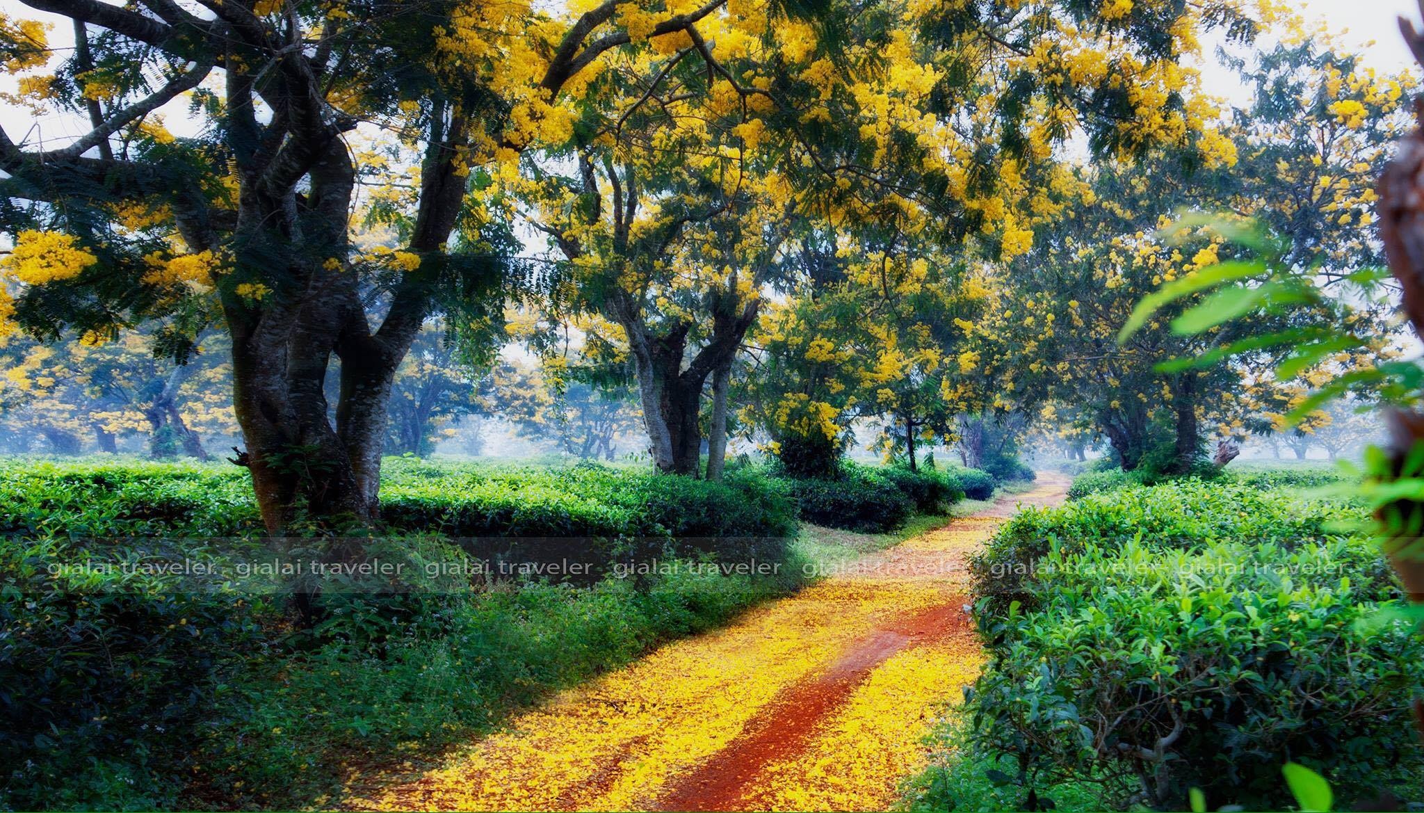 canh dep o Gia Lai anh 4