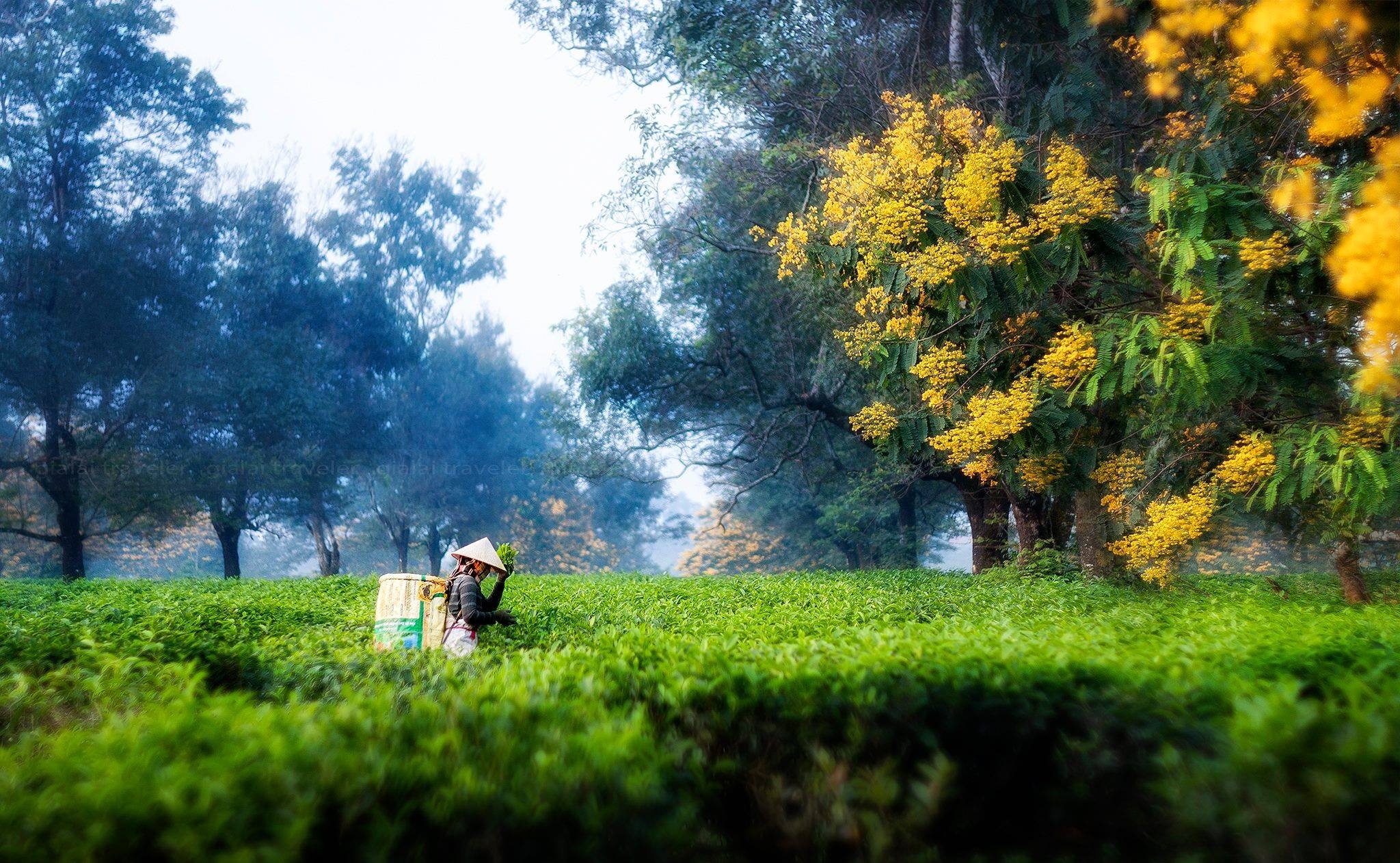 canh dep o Gia Lai anh 5