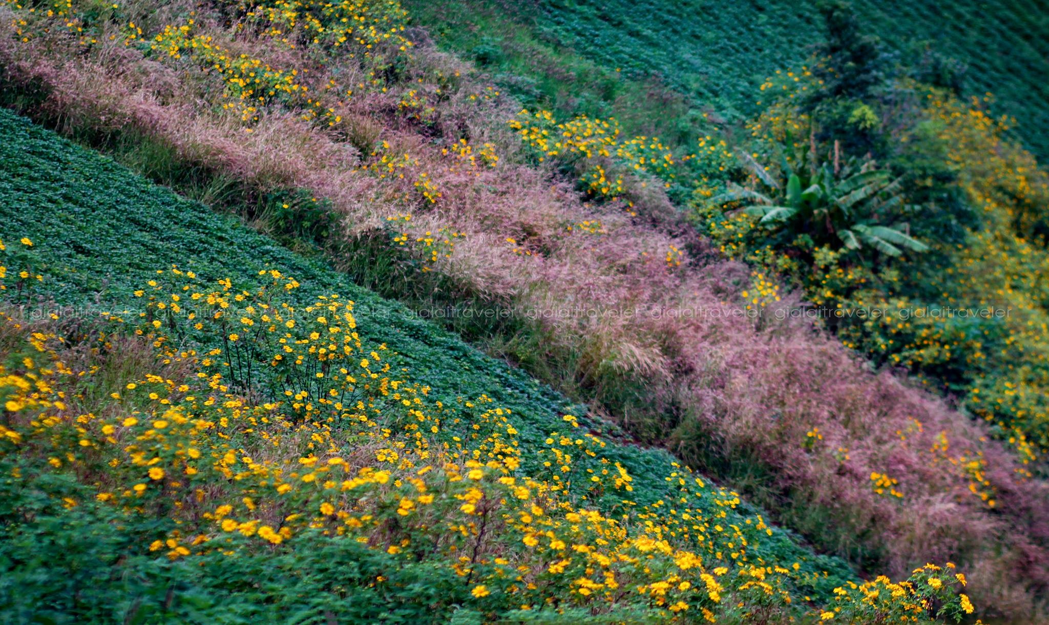 canh dep o Gia Lai anh 10