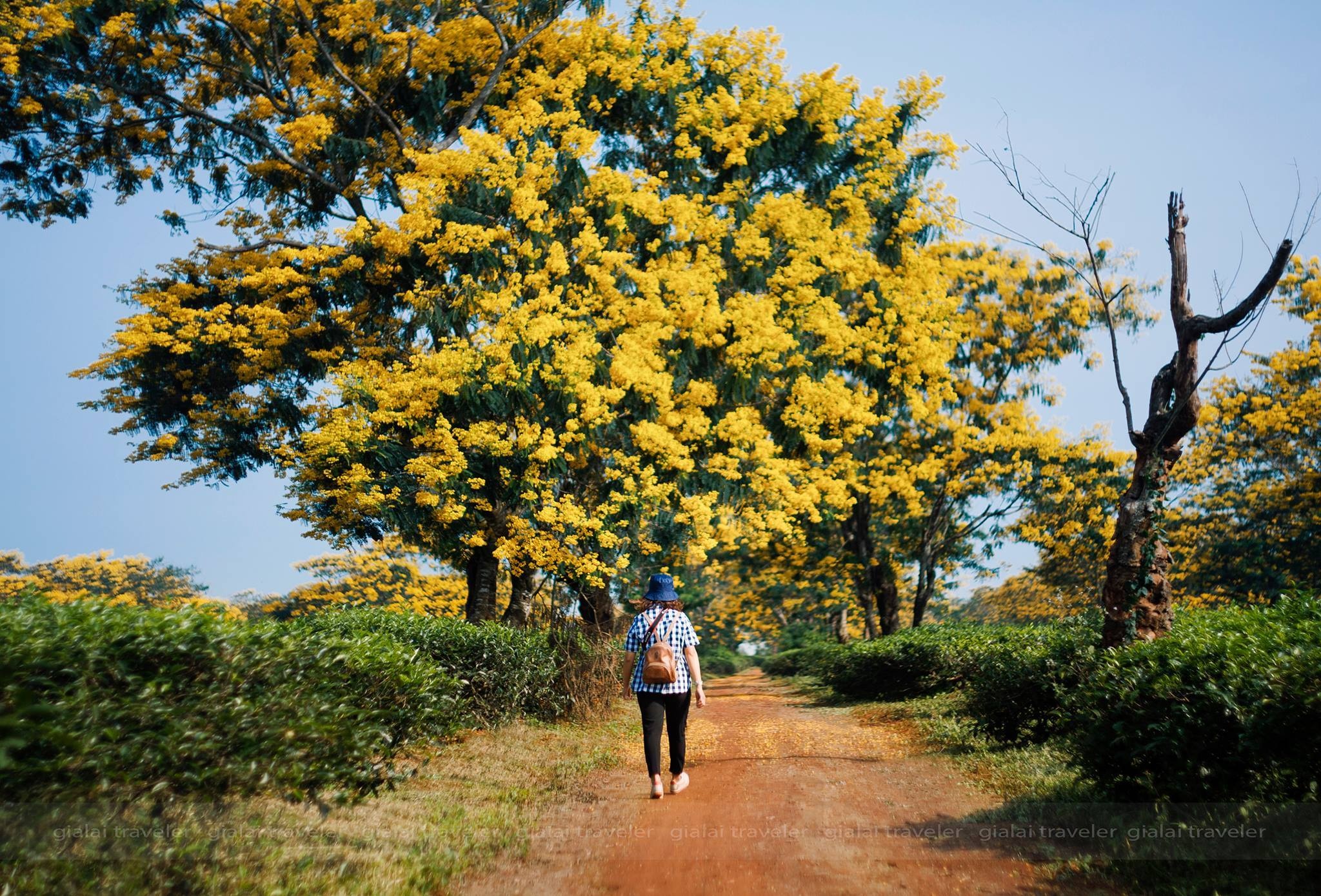 canh dep o Gia Lai anh 6