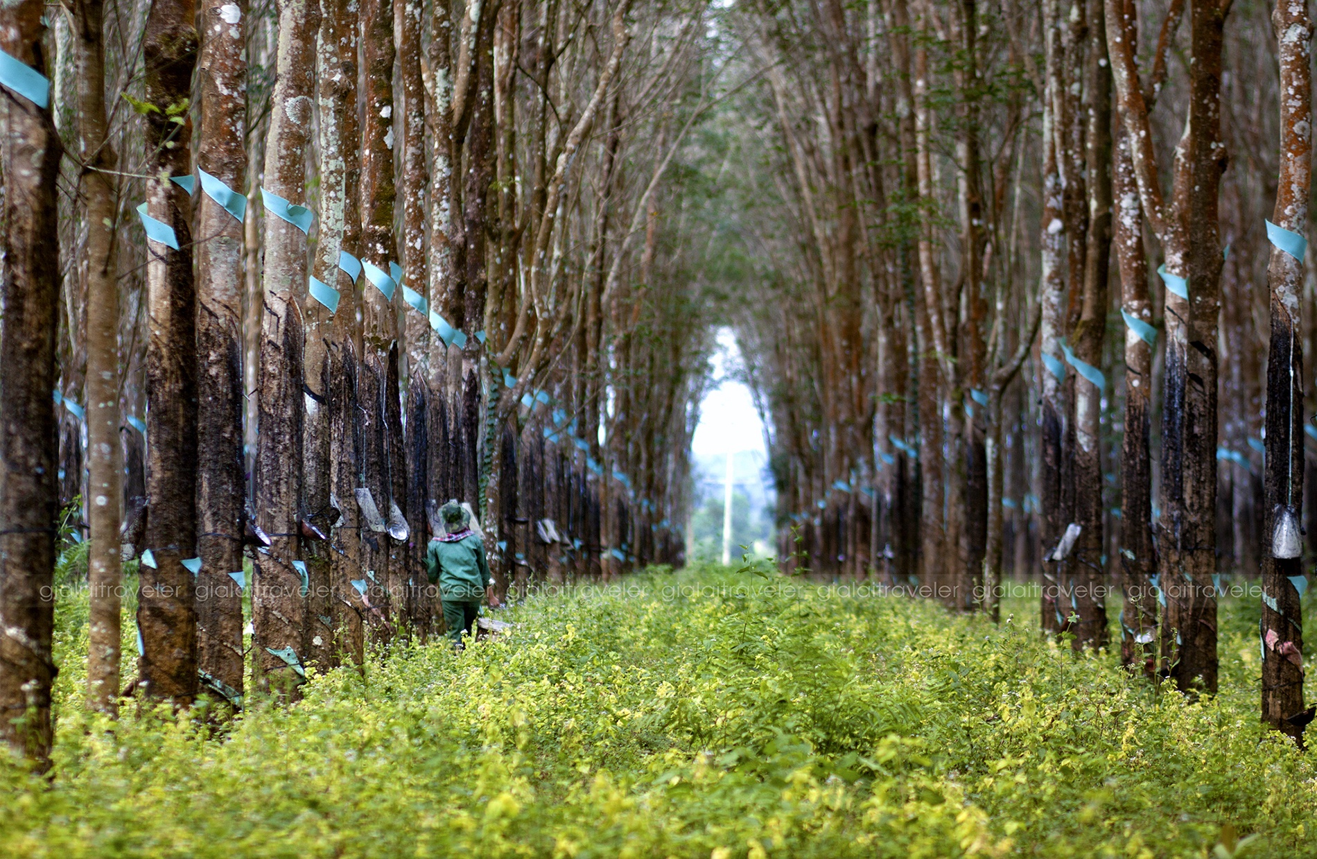 canh dep o Gia Lai anh 17