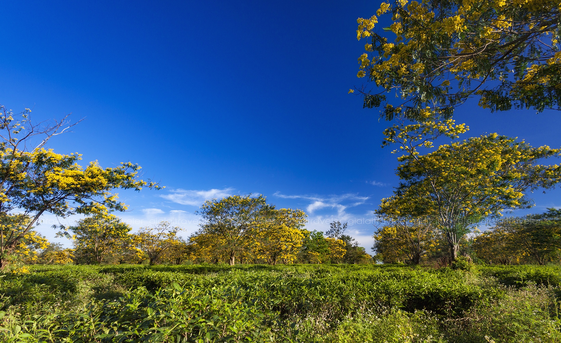 canh dep o Gia Lai anh 7