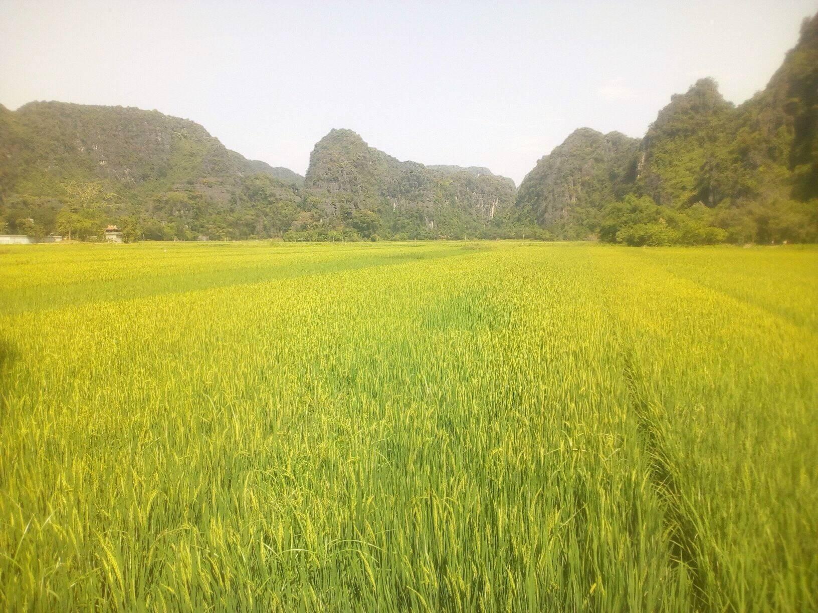 Tam Coc mua lua chin anh 24