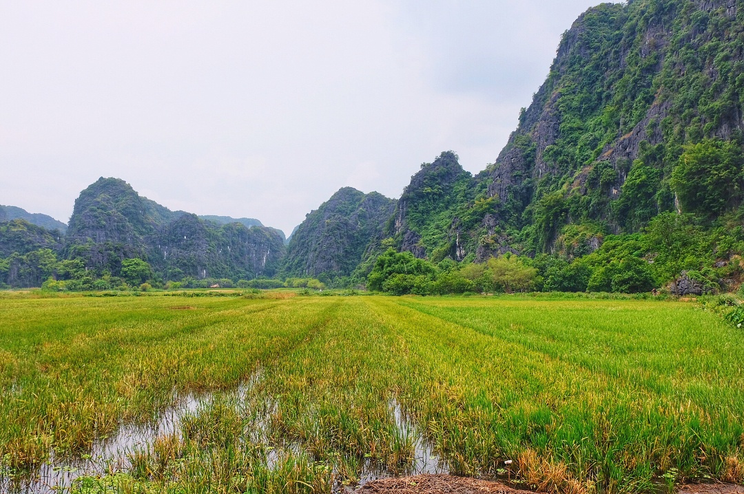 Tam Coc mua lua chin anh 22