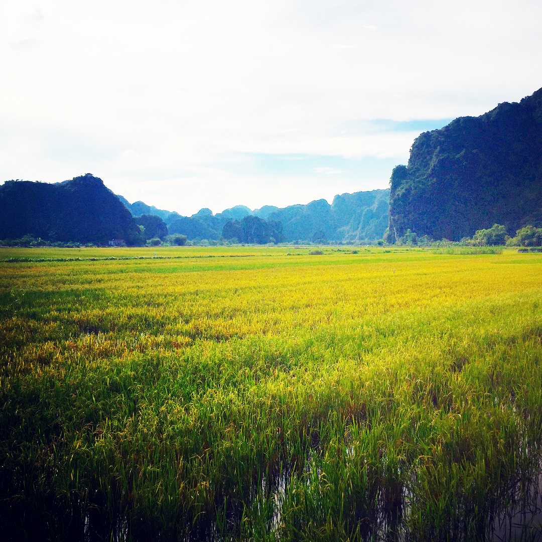 Tam Coc mua lua chin anh 21