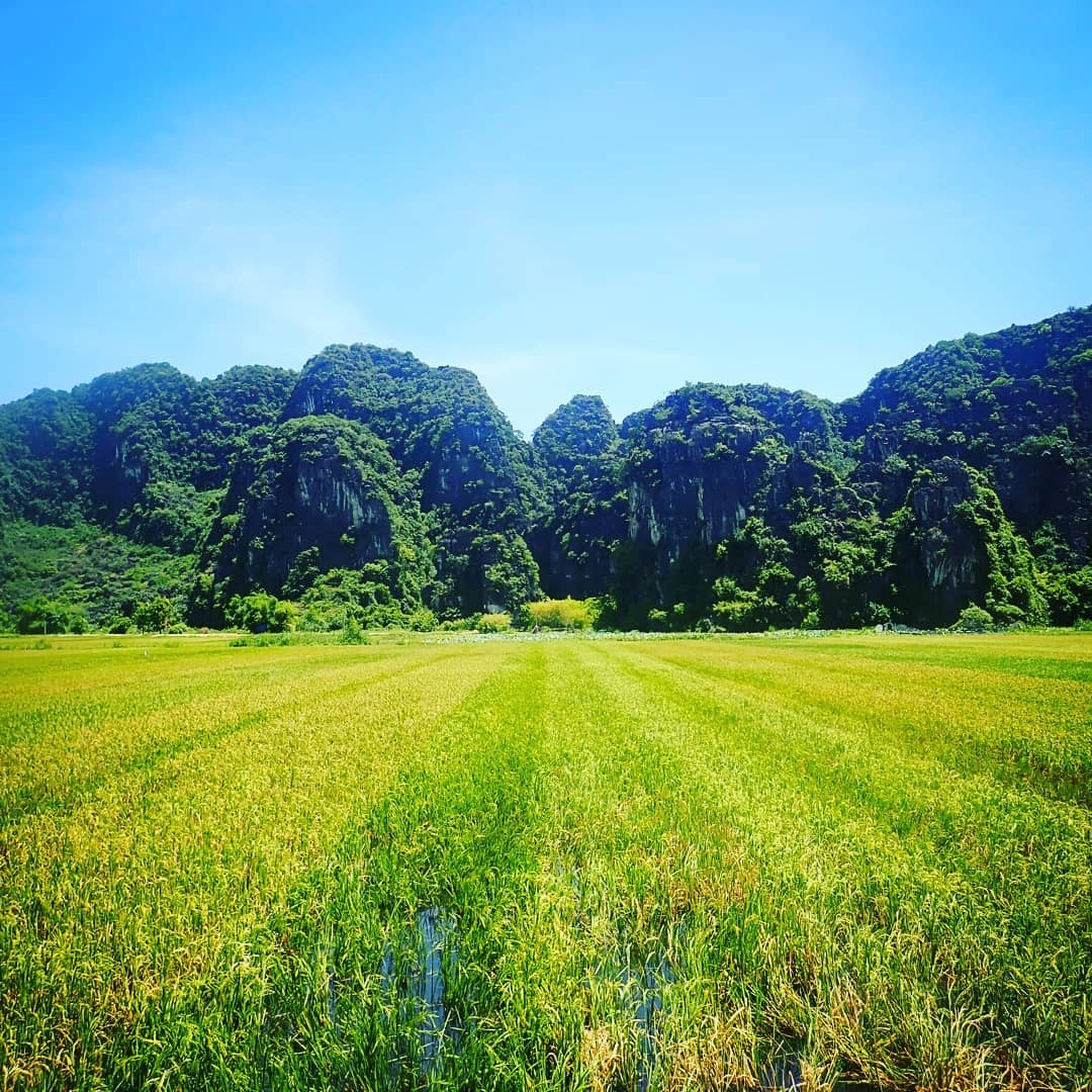 Tam Coc mua lua chin anh 25