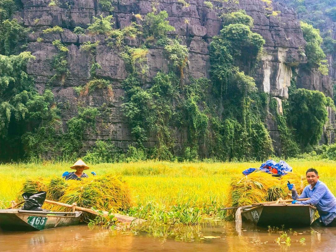 Tam Coc mua lua chin anh 37