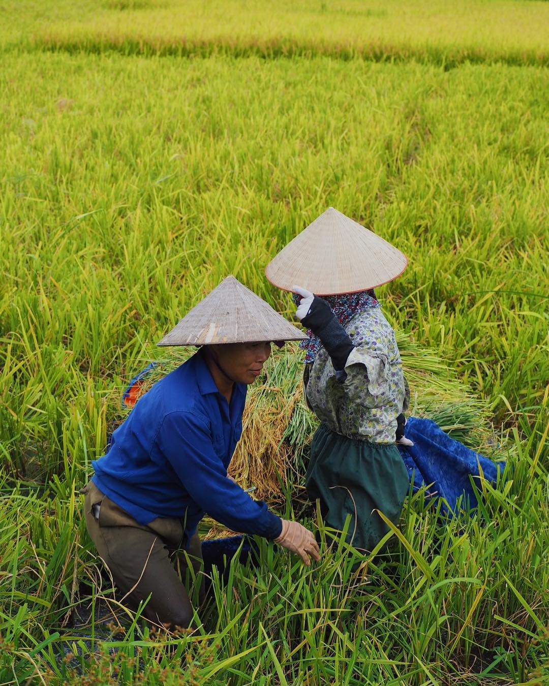 Tam Coc mua lua chin anh 36