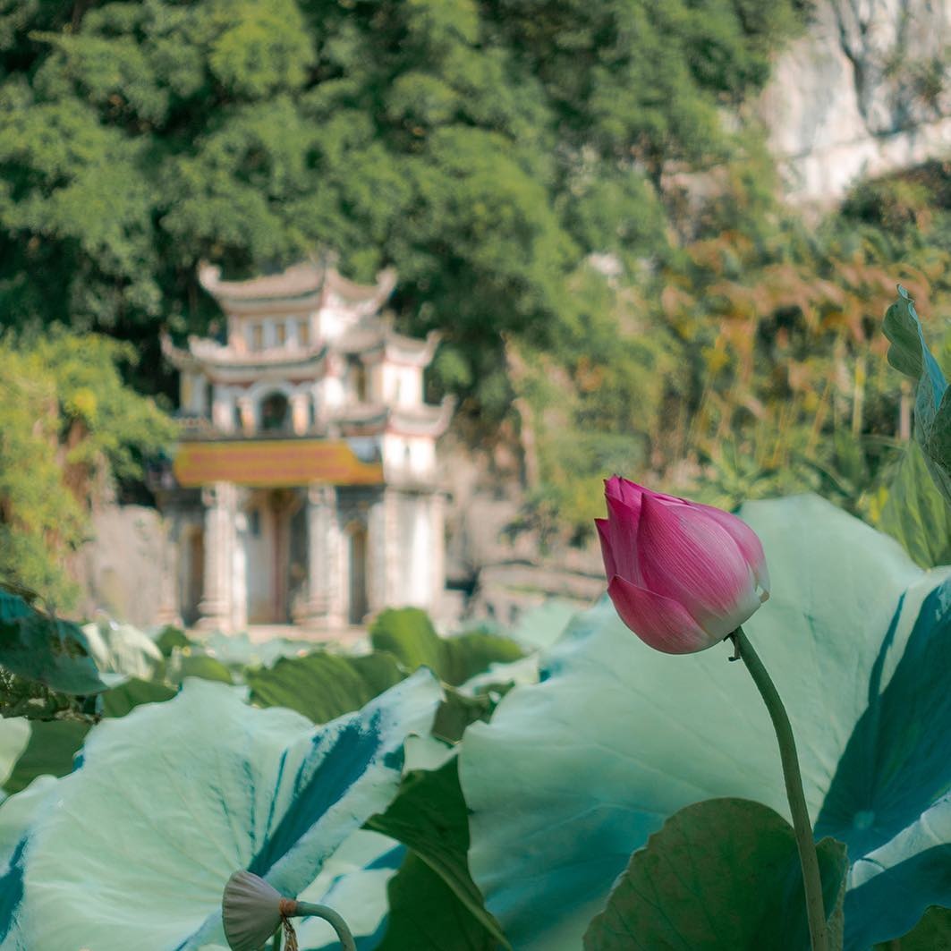 Tam Coc mua lua chin anh 34