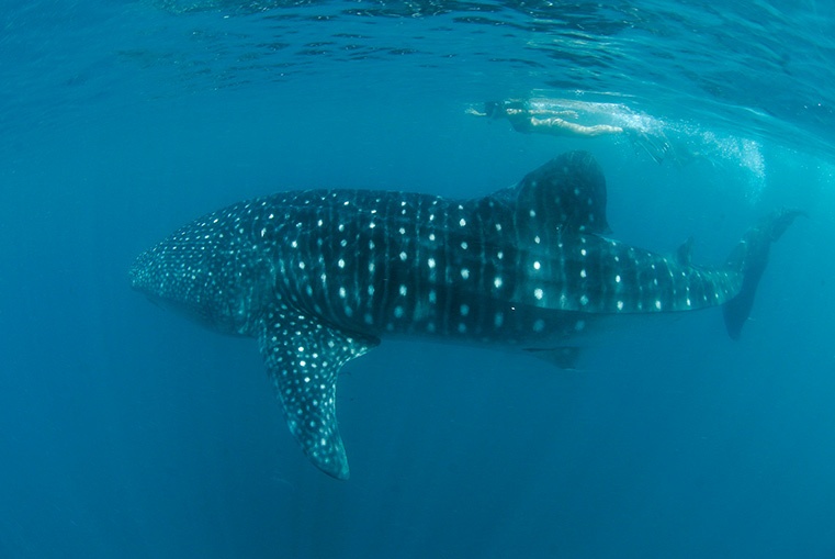 Lan bien ngam ca map voi o Oslob, Philippines hinh anh