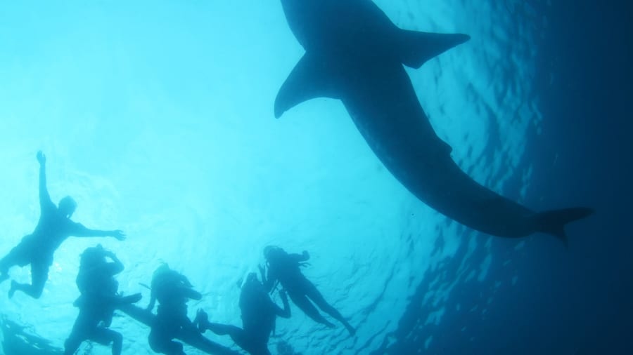 ngam ca map voi o Philippines anh 10