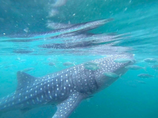 ngam ca map voi o Philippines anh 6