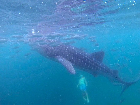 ngam ca map voi o Philippines anh 7