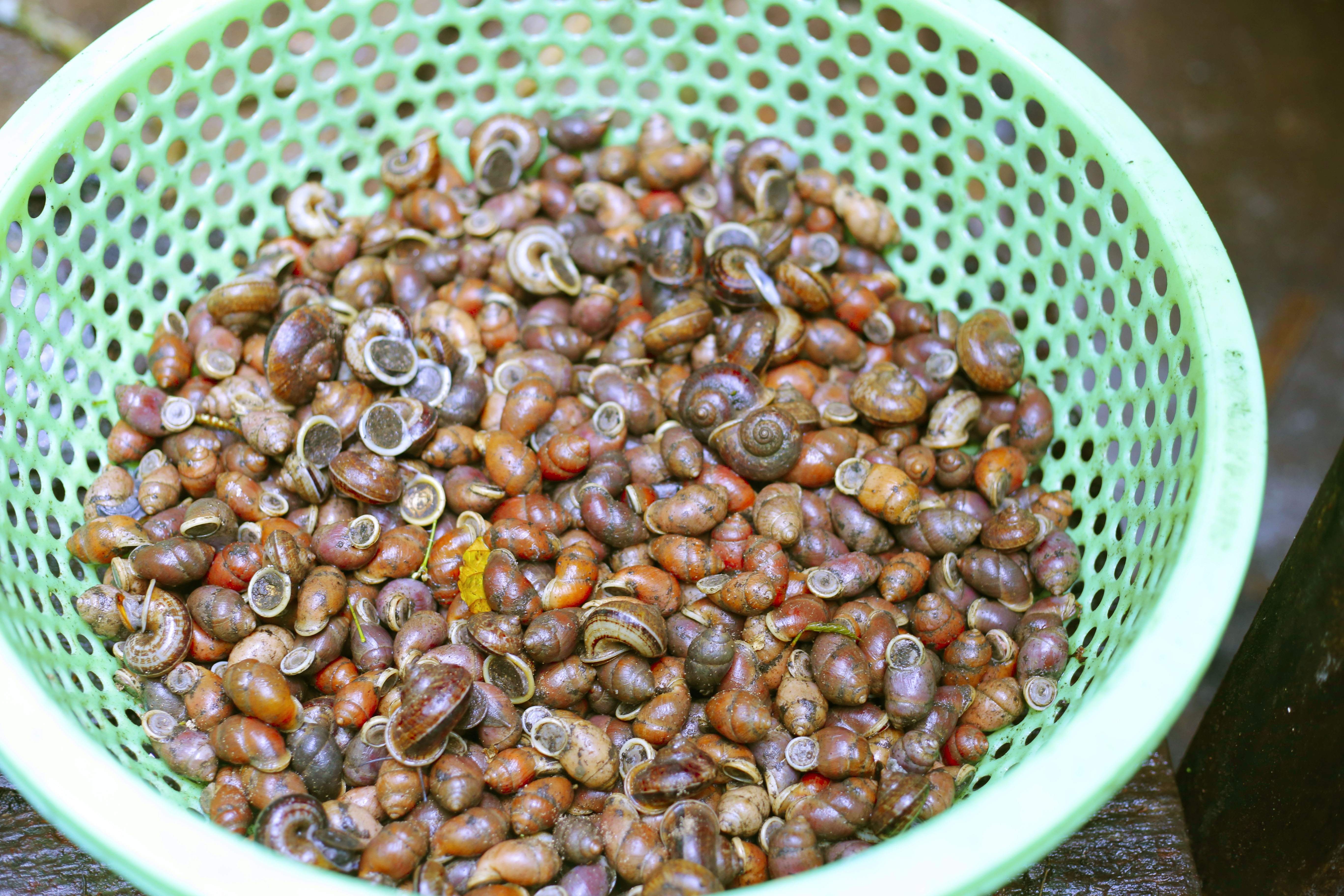 du lịch hồ Ba Bể ảnh 16 du lich ho Ba Be anh 16