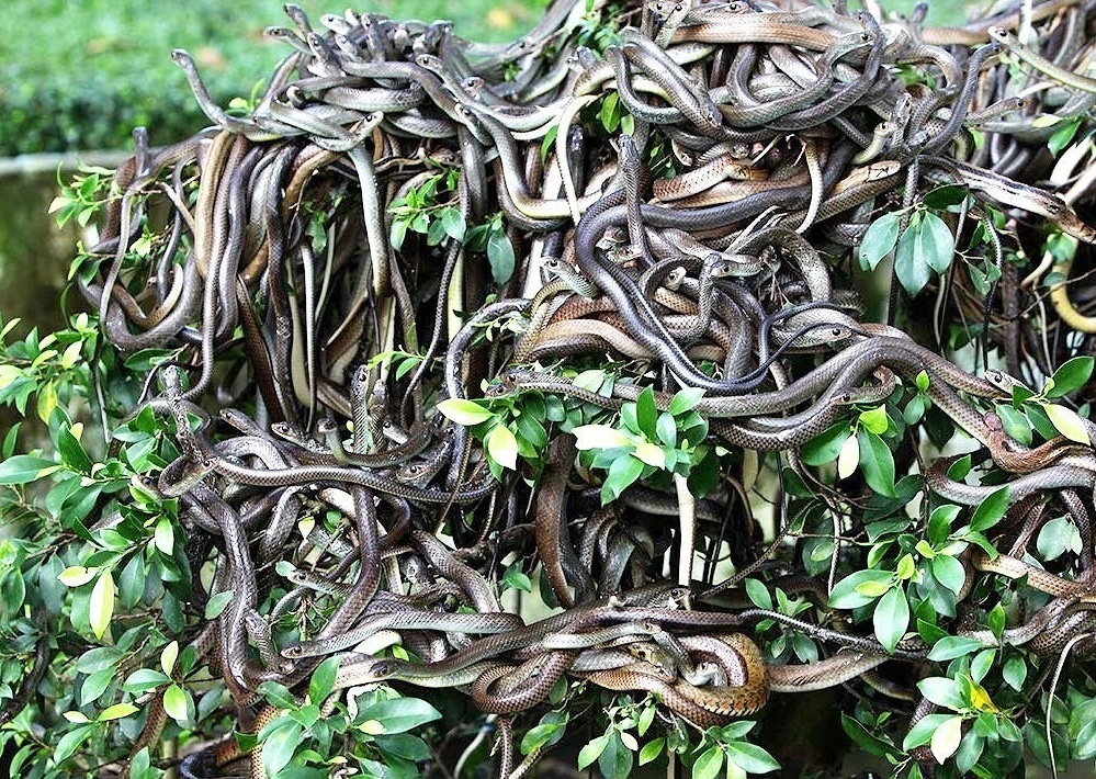 vung dat bi cam anh 16