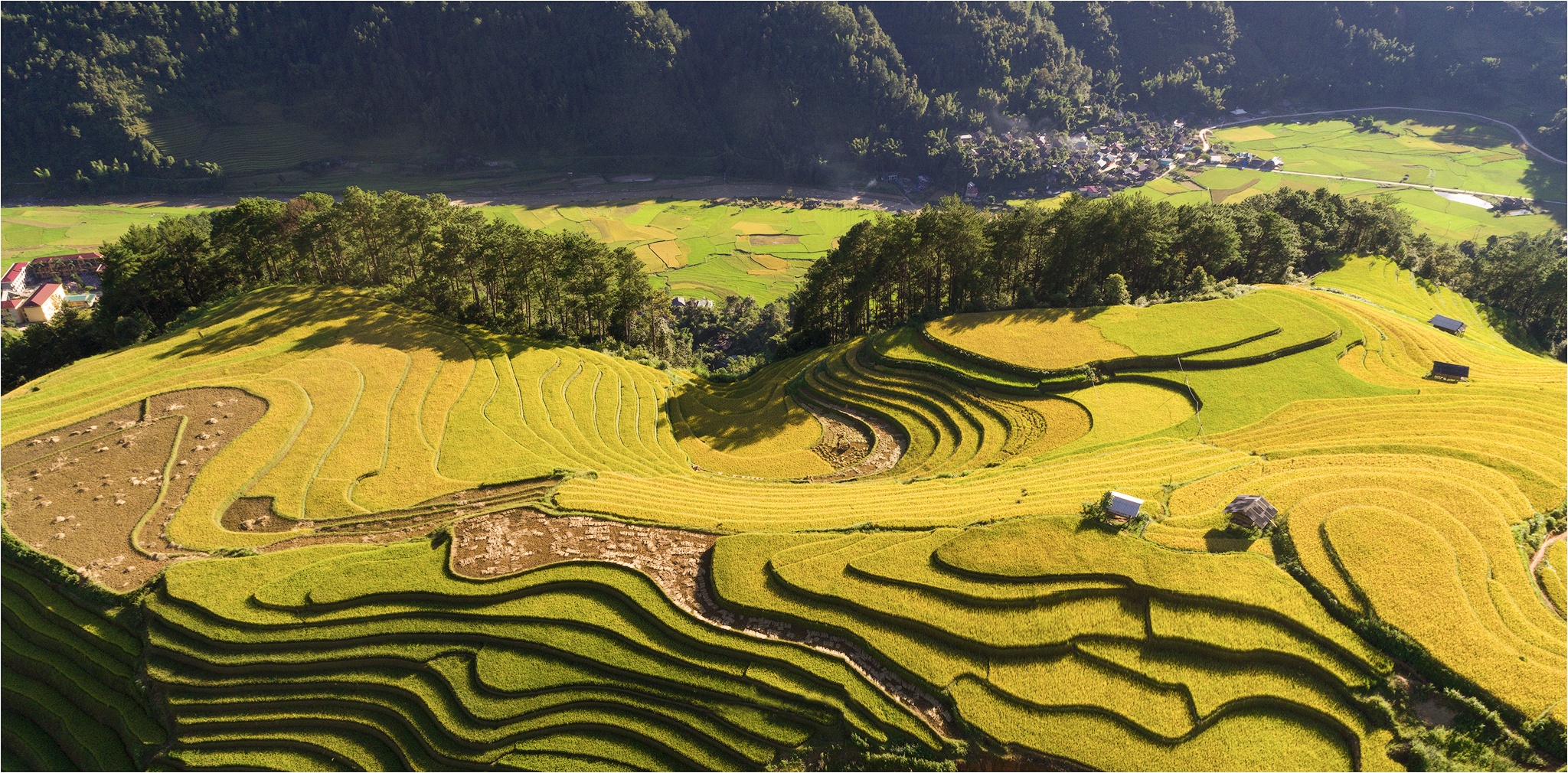 Mu Cang Chai mua lua chin anh 3