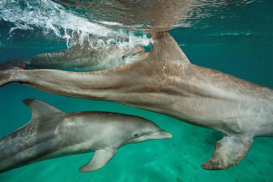 ca heo nhiem hoa chat anh 10