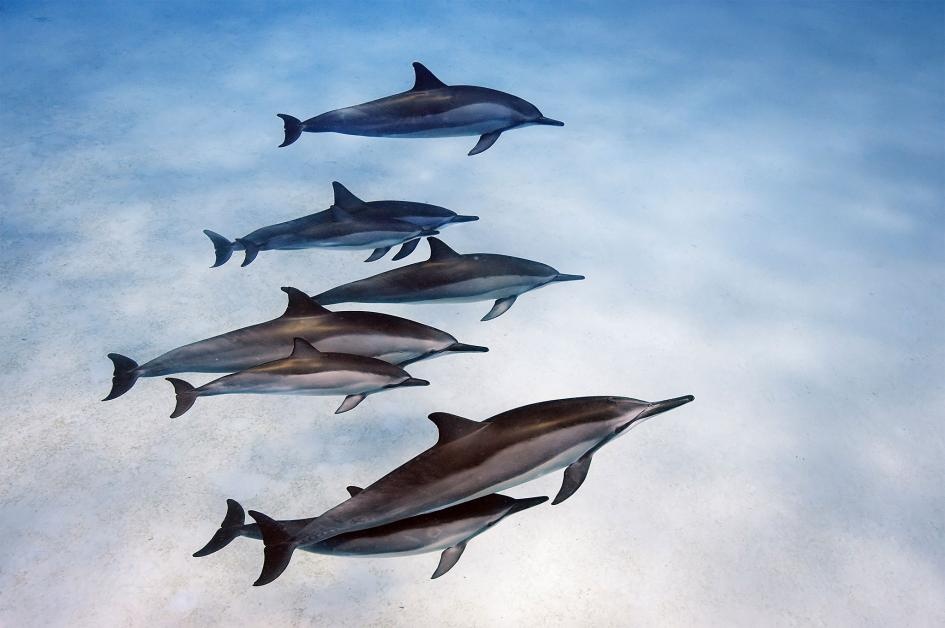 ca heo nhiem hoa chat anh 11