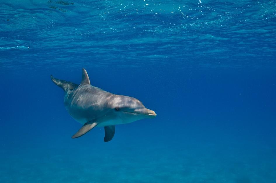 ca heo nhiem hoa chat anh 1