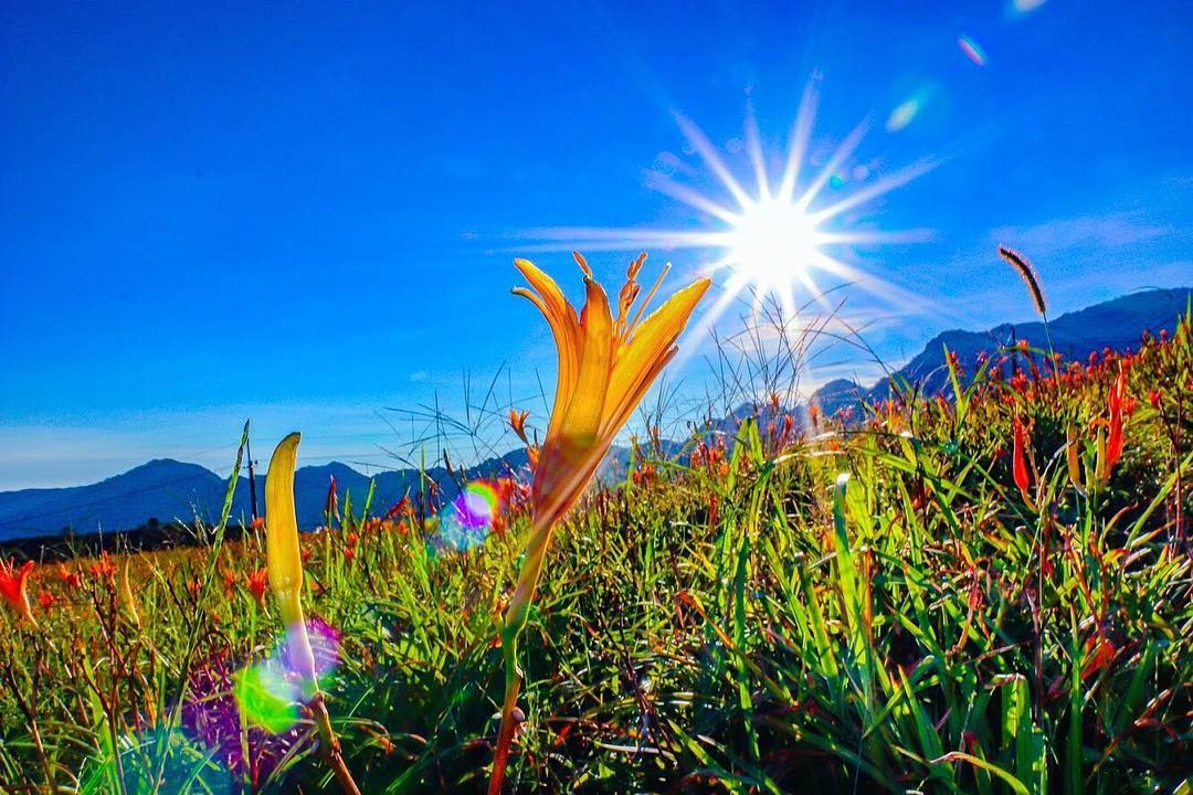 xu so hoa kim cham Hoa Lien anh 2